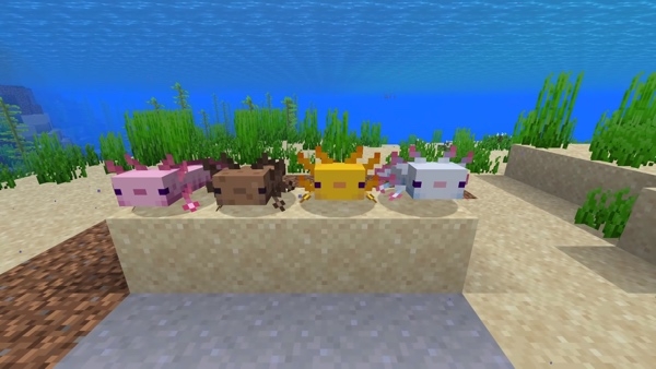 13 Things You Didn T Know About Axolotl In Minecraft Mod Apk